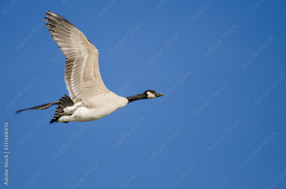 Obraz premium Lone Canada Goose Flying in a Blue Sky