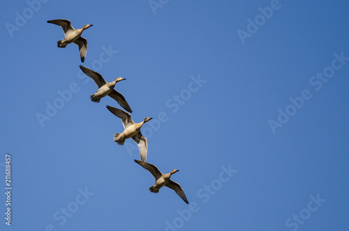 Four Gadwall Flying in a Blue Sky