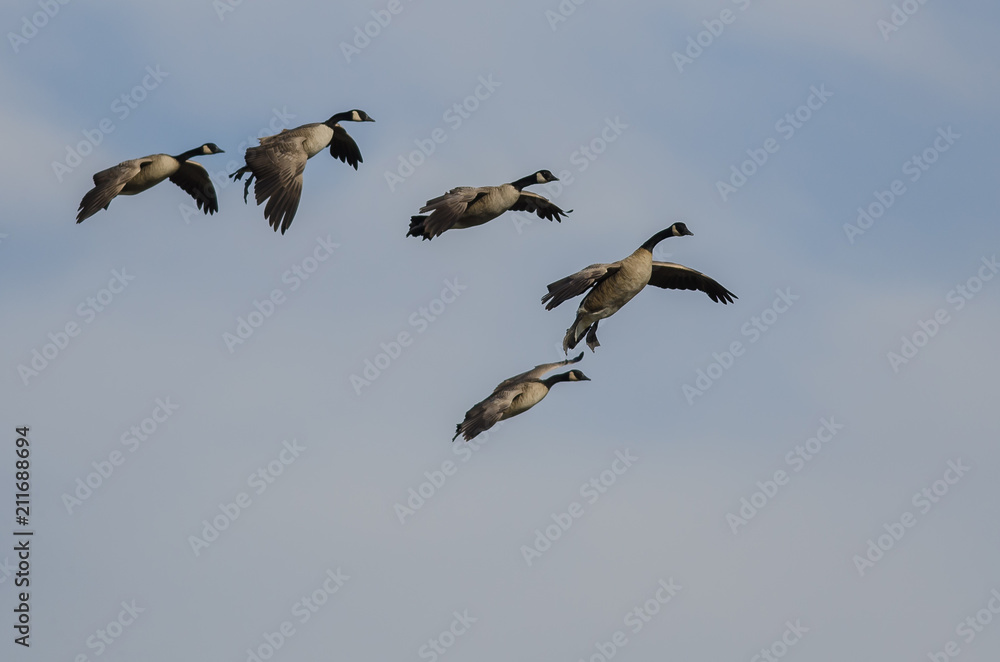 Flock of Canada Geese Coming in for Landing in a Blue Sky Flock of Canada Geese Coming in for Landing in a Blue Sky