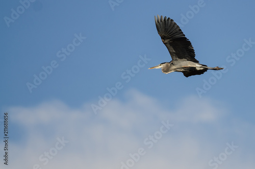 Great Blue Heron Flying in a Blue Sky