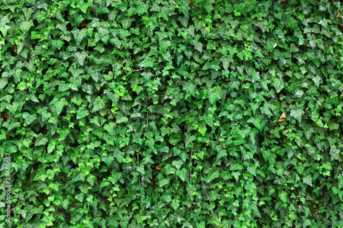 Climbing ivy plant Hedera helix background