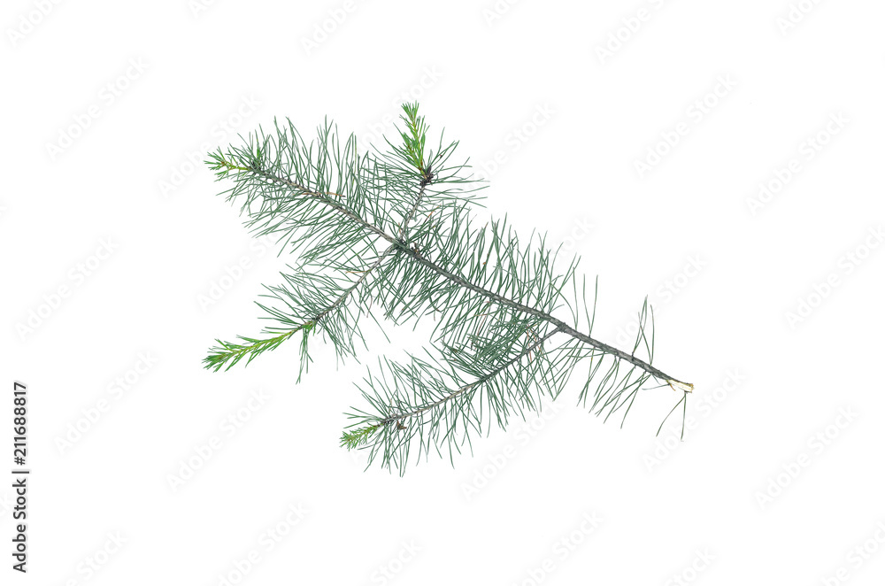 Green pine spruce tree branch isolated on white background. Green pine spruce tree branch isolated on white background.