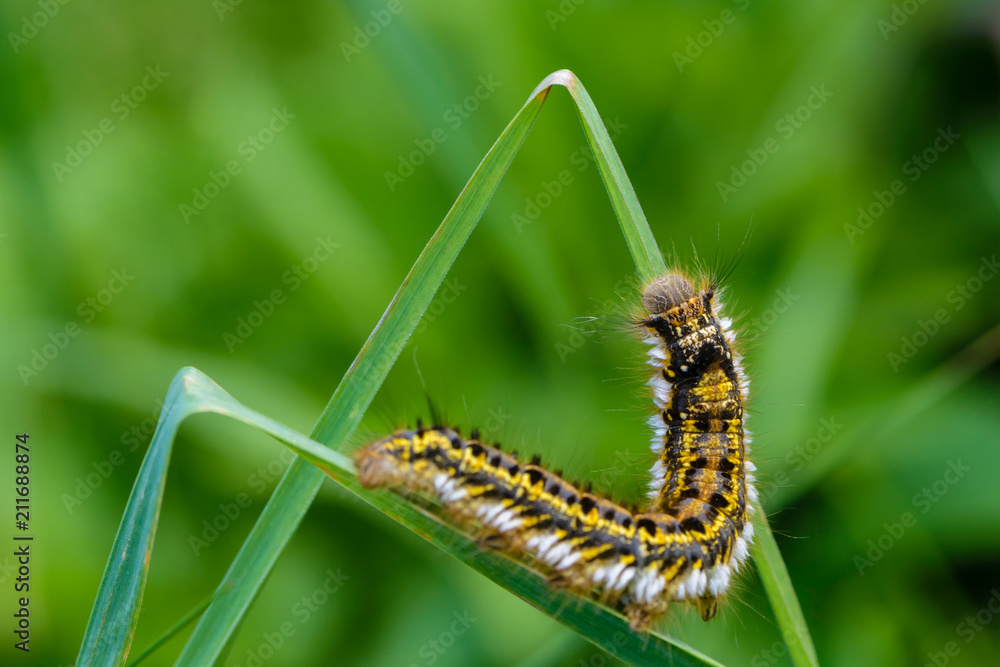 Caterpillar of butterfly bombyx