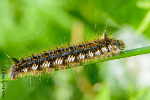 Hairy caterpillar of butterfly bombyx