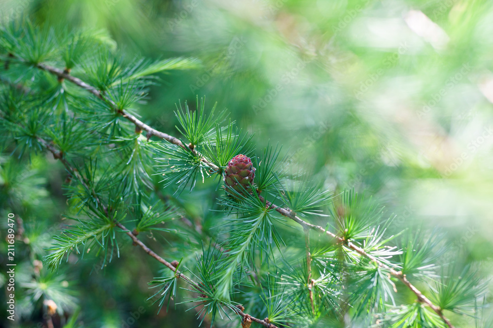 Sprig of pine, coniferous tree, beautiful colors and blur background. Good photo on website background. Sprig of pine, coniferous tree, beautiful colors and blur background. Good photo on website background.