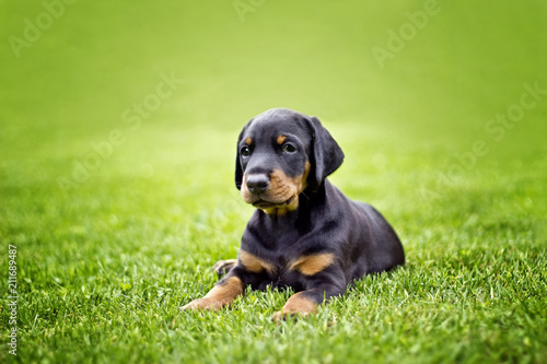 Doberman puppy in grass. Puppy lies on the green grass. He is black and brown and so cute. 