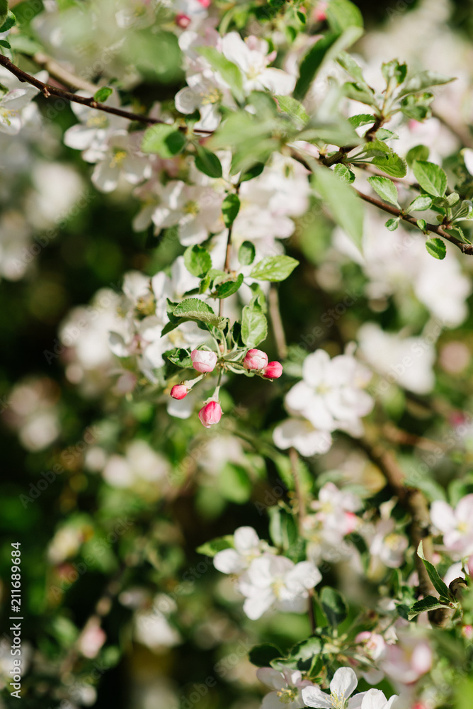 Branch with apple-tree buds