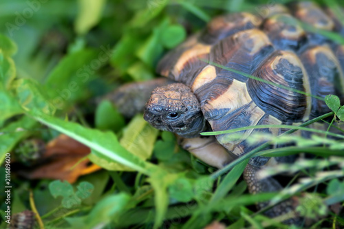 Turtle in the grass with yellow and green shell