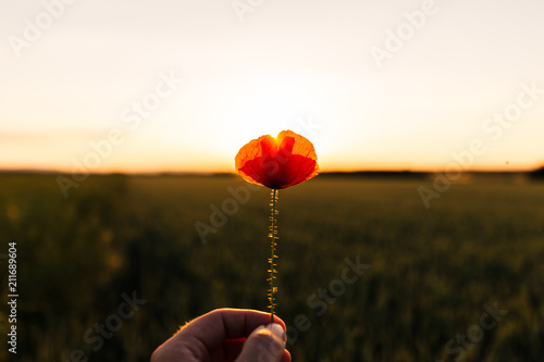 Fototapeta Naklejka Na Ścianę i Meble -  Mann hält Mohnblüte in die untergehende Sonne