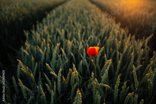 Fototapeta Naklejka Na Ścianę i Meble -  Einzelne Mohnblume steckt im Getreidefeld