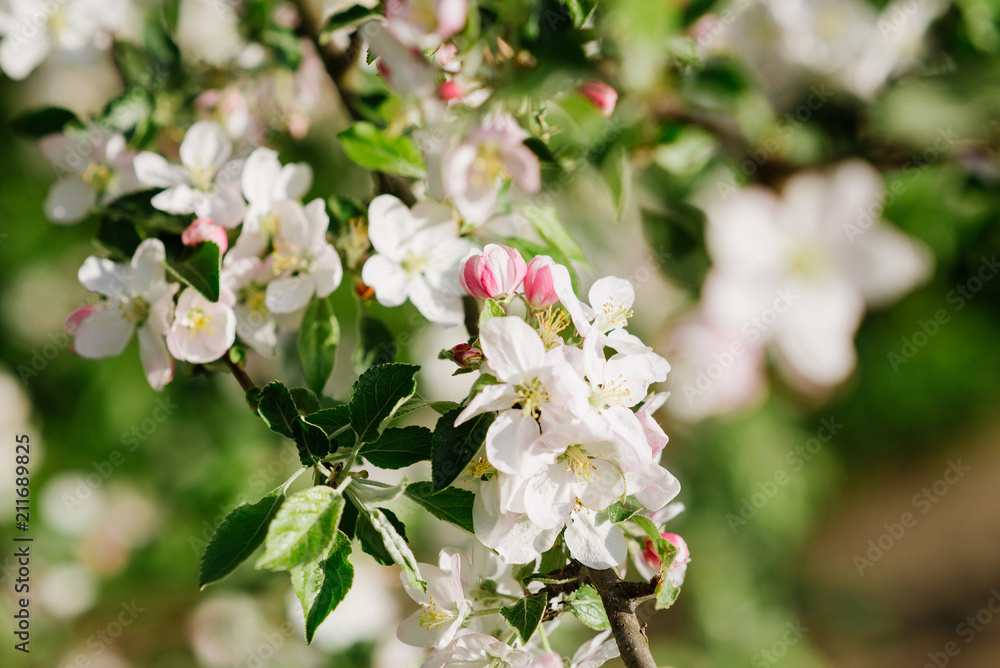 Small buds on the blossoming tree Small buds on the blossoming tree