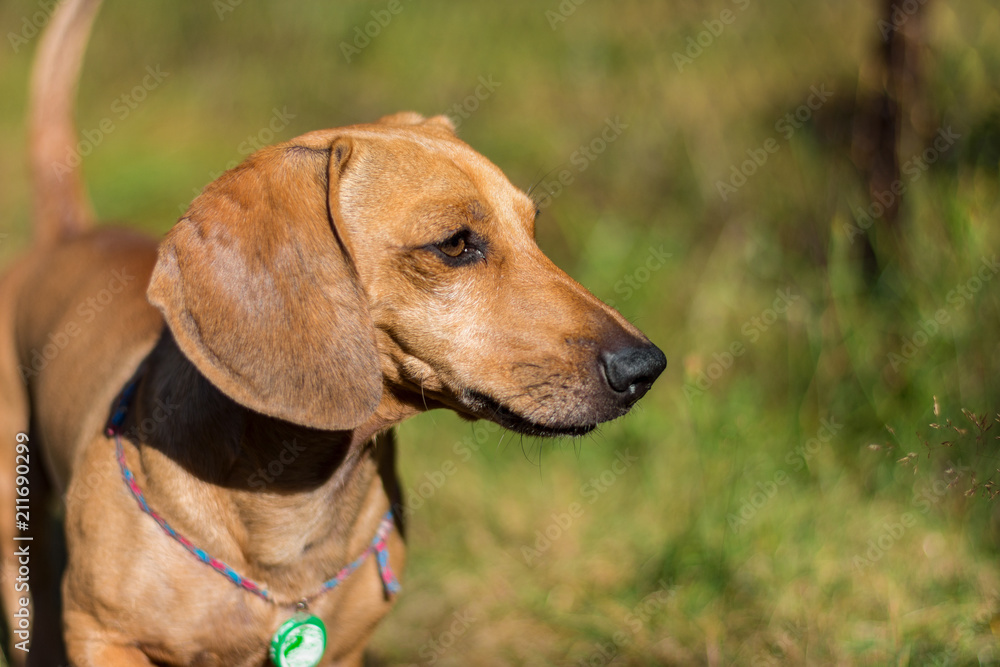 A dog breeds dachshund, on green grass