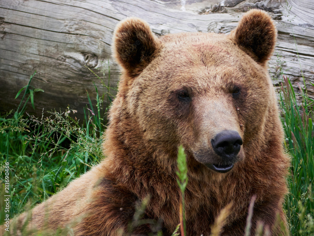 Fototapeta premium Grizzly Bear and Log