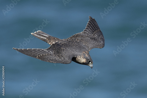 Peregrine falcon in its natural habitat in Denmark photo