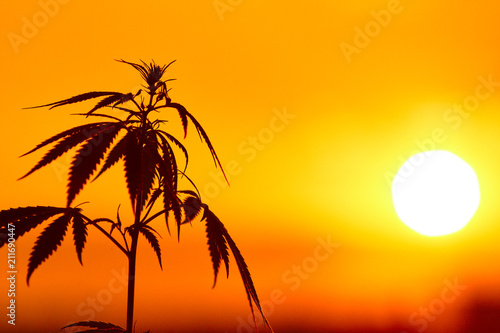 Silhouette of cannabis  marijuana plants before harvest time in sunshine. Warm shades of setting sun