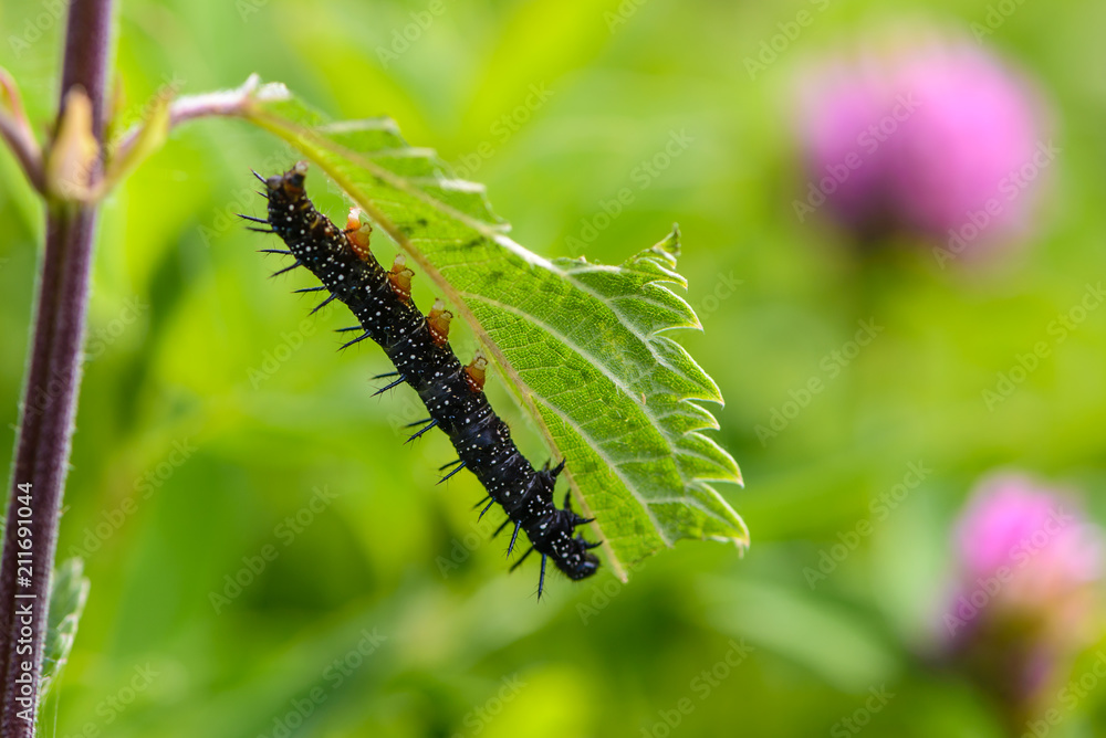 Obraz premium Black caterpillar of aglais io