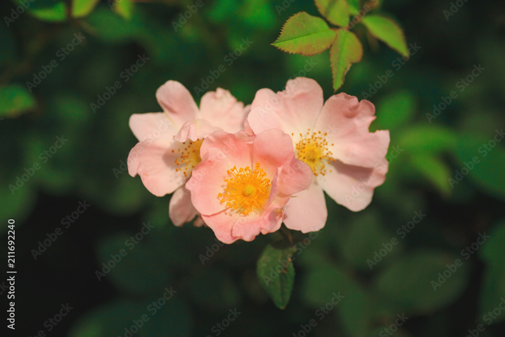 Rosa arkansana, the prairie rose or wild prairie rose Rosa arkansana, the prairie rose or wild prairie rose