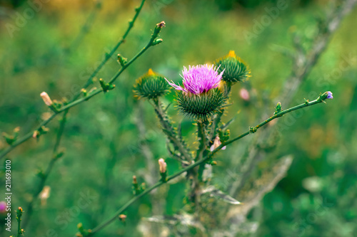 thistle flower close up in the field photo