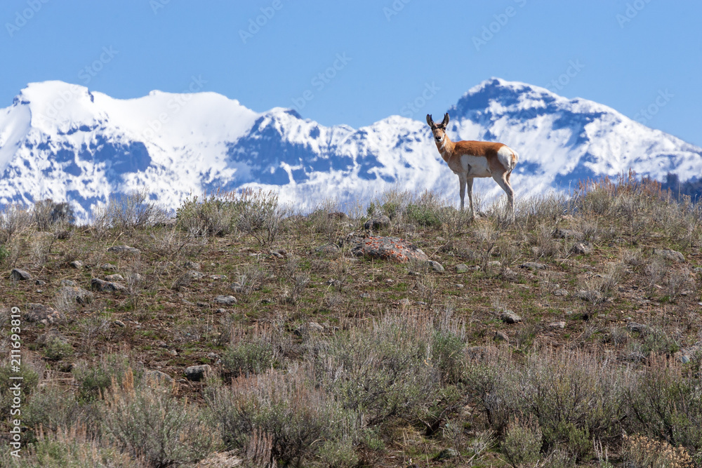 Pronghorn Antelope In Yellowstone National Park Pronghorn Antelope In Yellowstone National Park