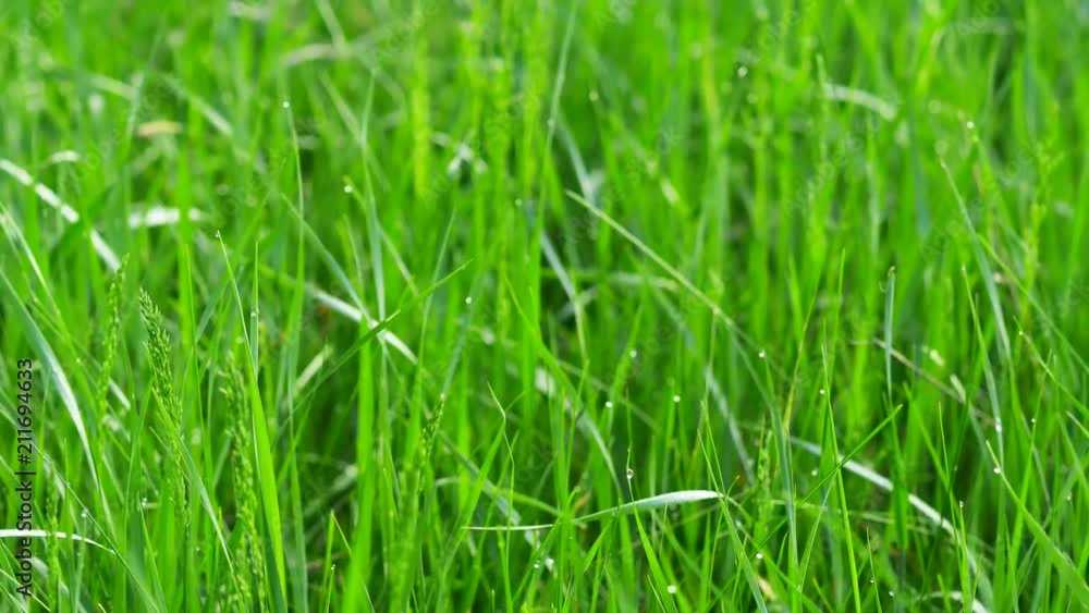 Blurred grass background with water drops. 4K shot with motorized slider. Blurred grass background with water drops. 4K shot with motorized slider.