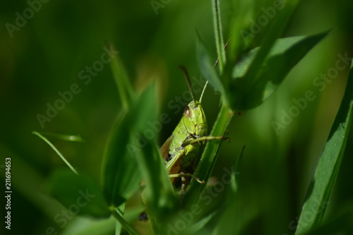 Beautiful grasshopper holding onto a small stem of grass