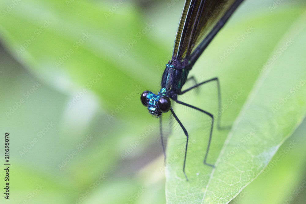 Close Up Dragonfly Close Up Dragonfly