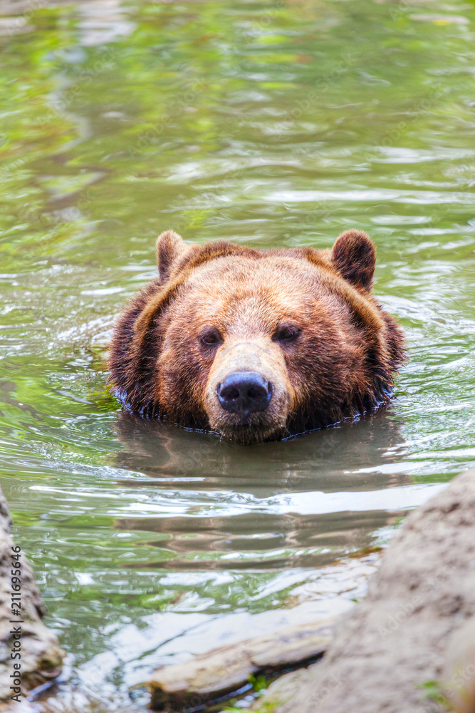 Swimming Grizzly Bear Emerges From Lake in Banff Swimming Grizzly Bear Emerges From Lake in Banff