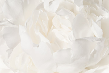 White flower background. A Bud of delicate peony cream-colored close-up.