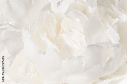 White flower background. A Bud of delicate peony cream-colored close-up.