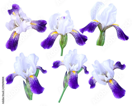 Fototapeta Naklejka Na Ścianę i Meble -  iris on white background