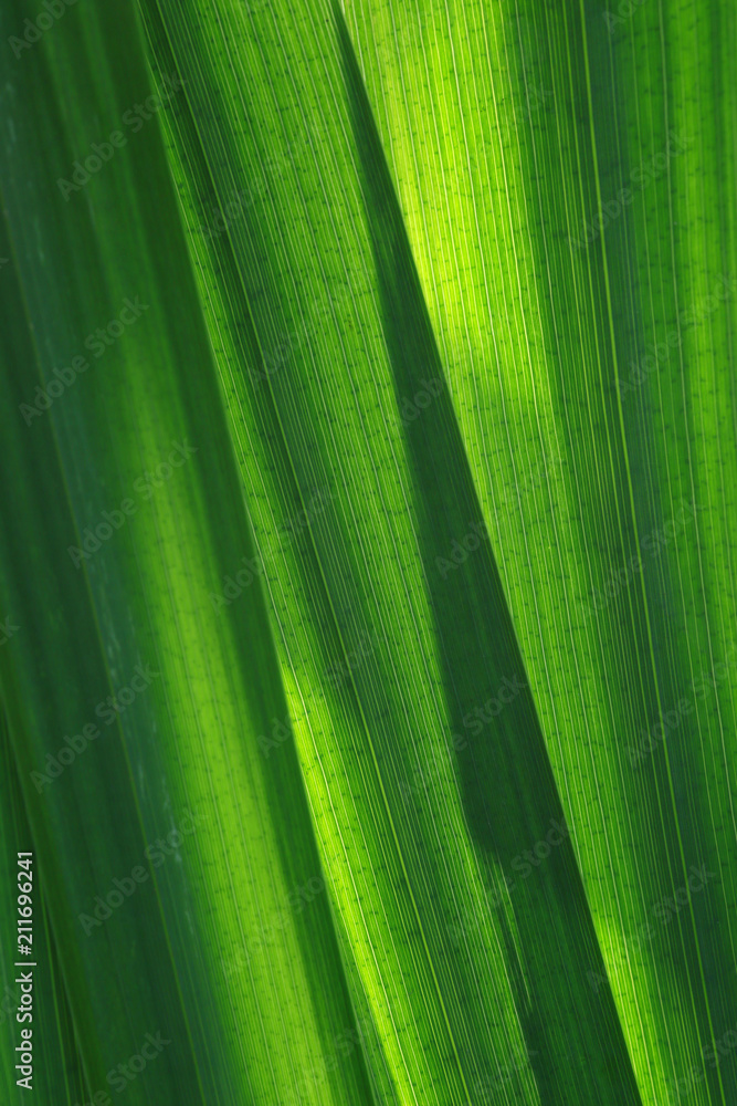 Blätter einer Sumpfschwertlilie, Iris pseudacorus Blätter einer Sumpfschwertlilie, Iris pseudacorus