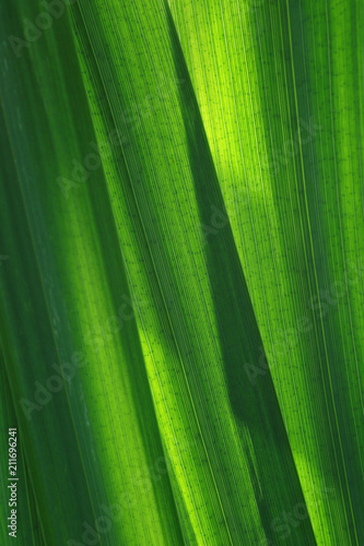 Fototapeta Naklejka Na Ścianę i Meble -  Blätter einer Sumpfschwertlilie, Iris pseudacorus