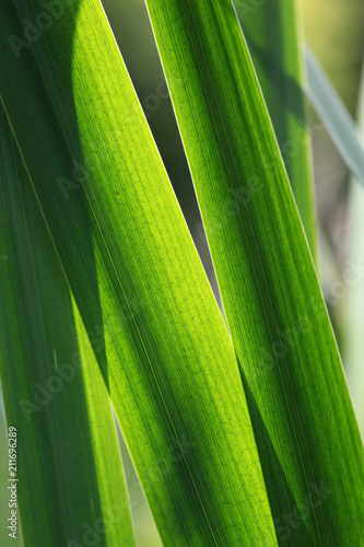 Fototapeta Naklejka Na Ścianę i Meble -  Blätter einer Sumpfschwertlilie, Iris pseudacorus