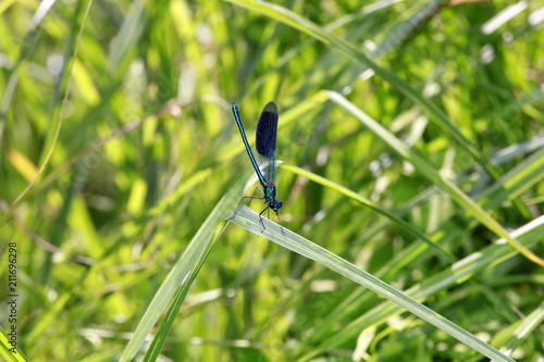 männliche Gebänderte Prachtlibelle (Calopteryx splendens) © etfoto