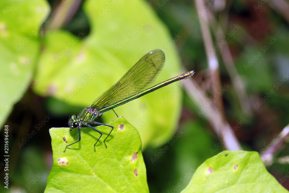 weibliche Gebänderte Prachtlibelle, Calopteryx splendens weibliche Gebänderte Prachtlibelle, Calopteryx splendens