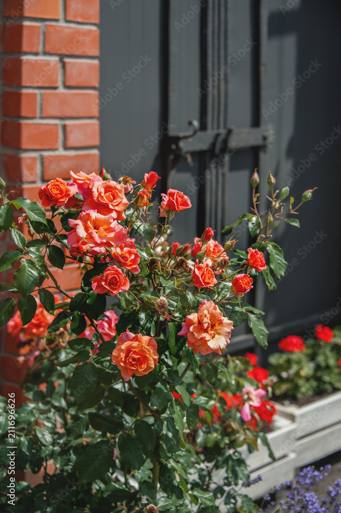 Beautiful Bush of red roses on a background of a brick wall.