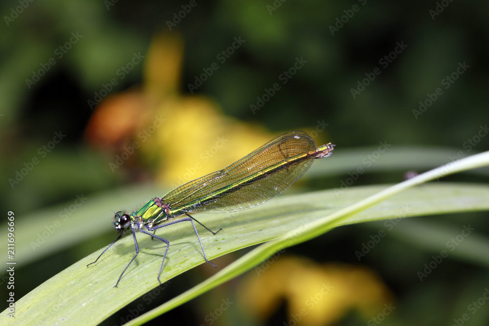 weibliche Gebänderte Prachtlibelle, Calopteryx splendens weibliche Gebänderte Prachtlibelle, Calopteryx splendens