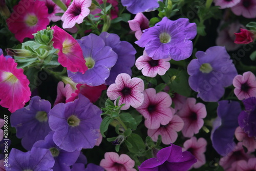 Pink and purple petunias