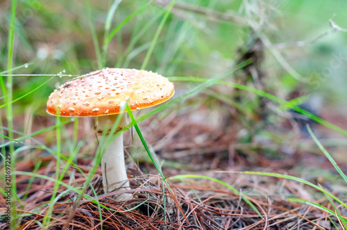 Giant poisonous mushroom, in the middle of the forest surrounded by grass, at midday with the sunlight, yellow and big, and roided by pine blunt in the field photo