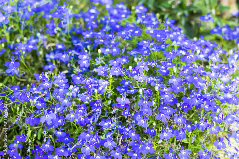 Beautiful little blue flowers, beautiful floral background Beautiful little blue flowers, beautiful floral background
