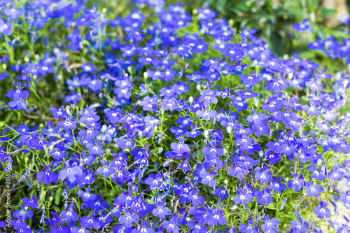 Beautiful little blue flowers  beautiful floral background