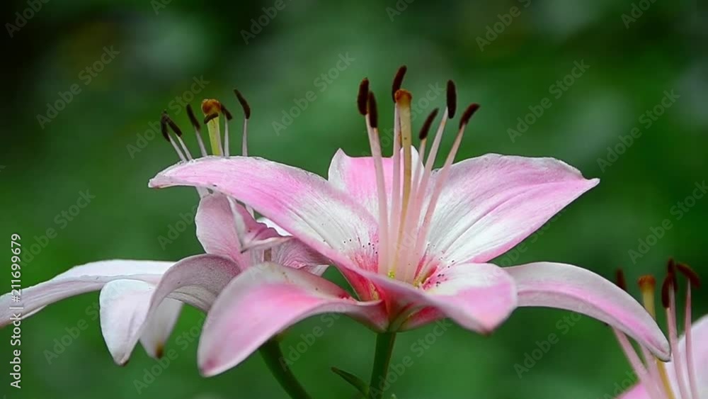 Lilium, Lilies, true lilies, pink, flower, garden Lilium, Lilies, true lilies, pink, flower, garden