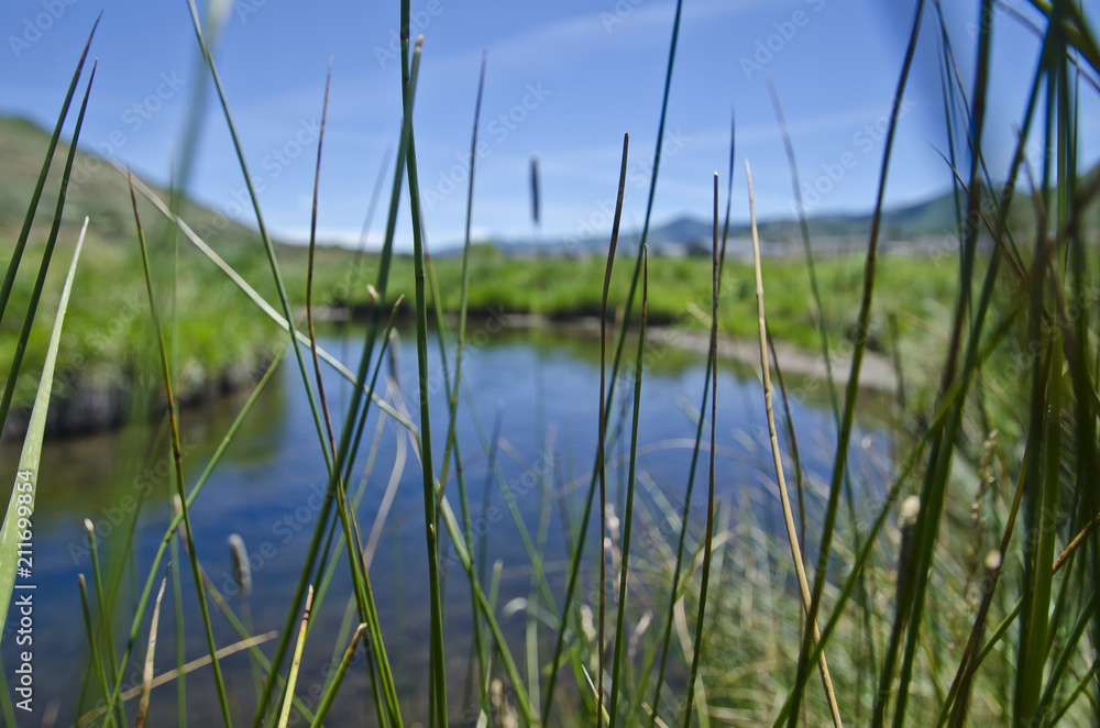 A view through the tall grass of the wetlands on the park city countryside. 