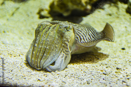 Pharaoh Cuttlefish photo