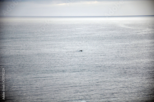 the tail of a whale in the open sea