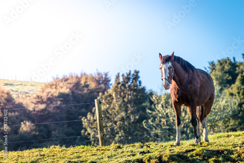 A horse standing in a green filed