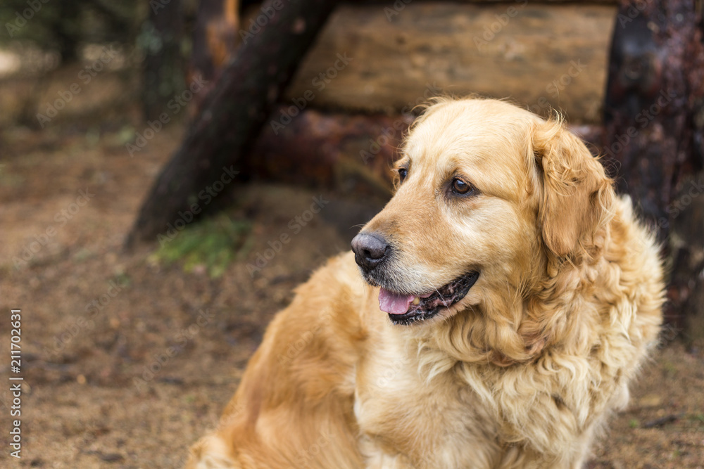 odl golden retriever dog