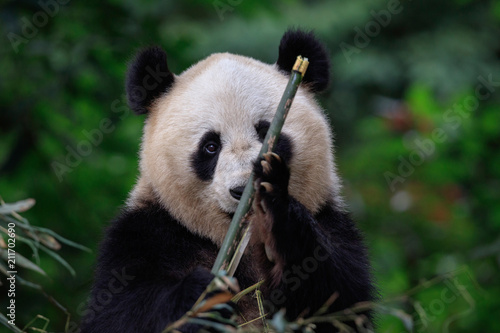 Shy/Curious Panda Bear Looking at the viewer from behind a Bamboo Stick. Bifengxia Panda Reserve in Sichuan Province, China. Endangered Wildlife Conservation © Cedar