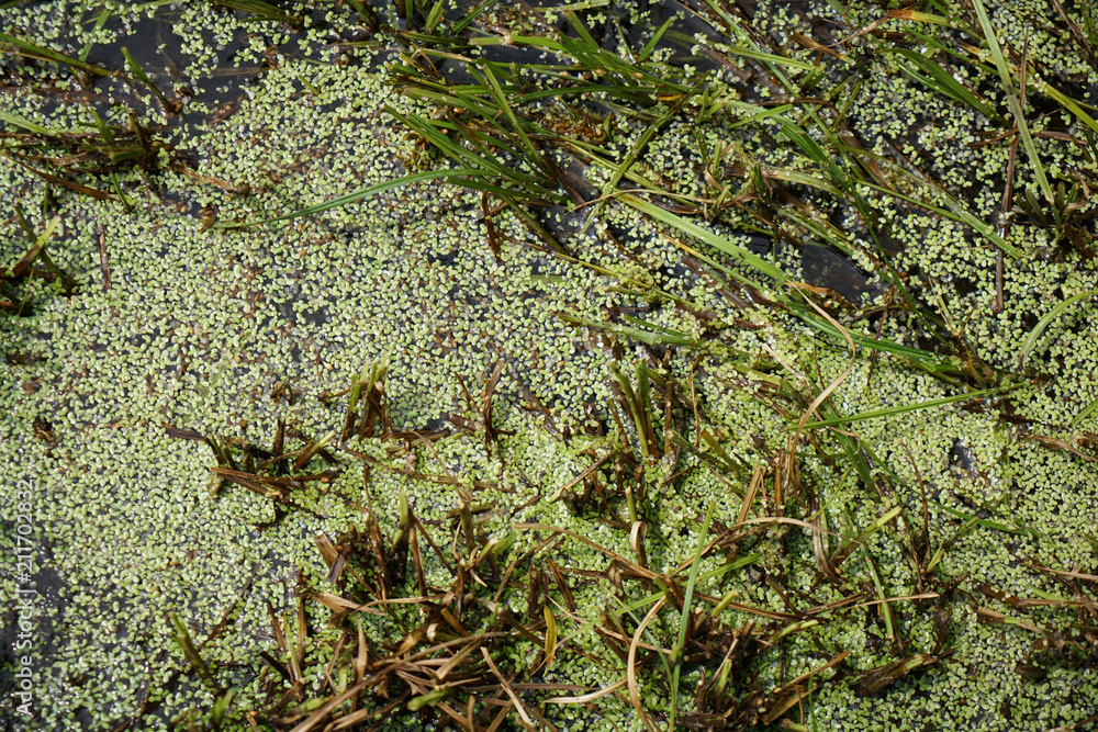 At a small stream in the Bavarian Germany, there are wonderful landscape to admire
At a small stream in the Bavarian Germany, there are wonderful landscape to admire