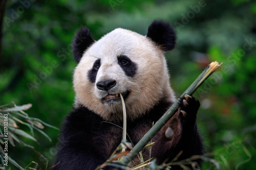 Panda Bear Eating Bamboo for Lunch. Bifengxia Panda Reserve - Ya'an, Sichuan Province China. Panda looking away from the viewer while biting a stick of Bamboo. Endangered Wildlife Conservation photo